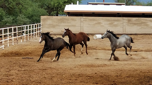3 Babies running