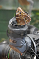 ButterflyVerticle - Copy