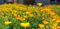FLOWERS 2019